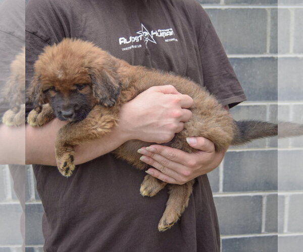 Medium Photo #2 Golden Shepherd Puppy For Sale in Huntley, IL, USA