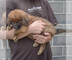 Small #1 Golden Shepherd