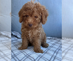 Puppy Beary Goldendoodle