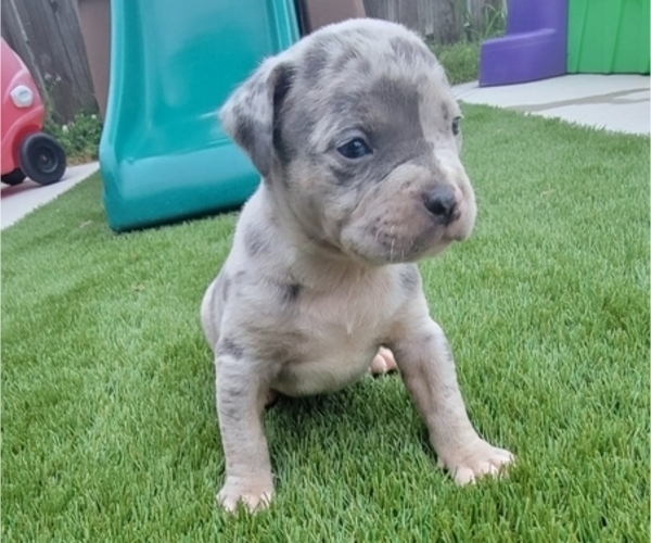 Medium Photo #12 American Bully Puppy For Sale in NEW BERN, NC, USA
