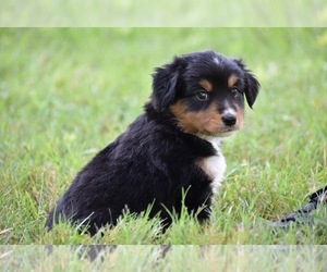 Miniature Australian Shepherd Puppy for sale in PALM COAST, FL, USA