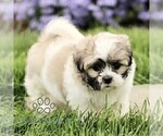 Small Photo #3 Zuchon Puppy For Sale in RONKS, PA, USA