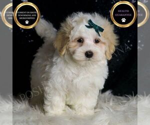 Maltipoo Puppy for sale in WARSAW, IN, USA