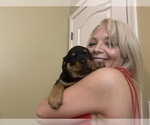 Small Photo #2 Rottweiler Puppy For Sale in SURPRISE, AZ, USA