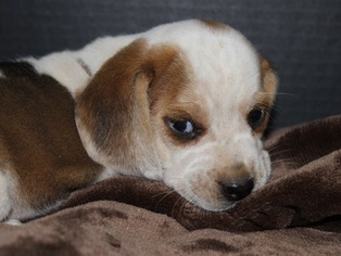 Beagle Puppy for sale in THAYER, MO, USA