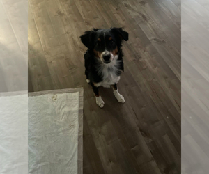 Australian Shepherd Puppy for sale in HEMET, CA, USA