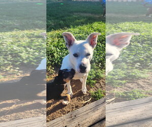 Dora - Female Mutt Dog for Adoption - Photo #2