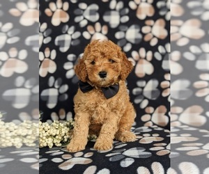 Goldendoodle (Miniature) Puppy for sale in DELTA, PA, USA