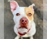 Small #16 American Bulldog Mix