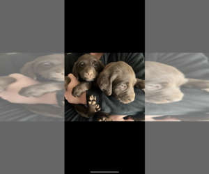 Labrador Retriever Puppy for sale in LENOIR, NC, USA