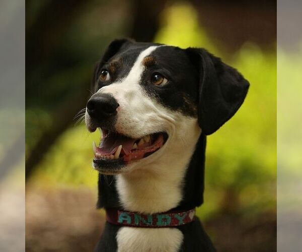 Medium Photo #2 Border Collie-Whippet Mix Puppy For Sale in Sequim, WA, USA