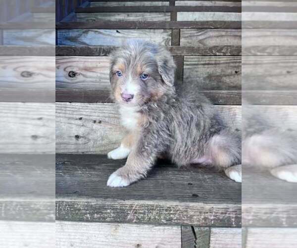 Medium Photo #1 Australian Shepherd Puppy For Sale in HARRISON, OH, USA