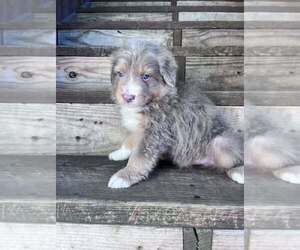 Australian Shepherd Puppy for sale in HARRISON, OH, USA