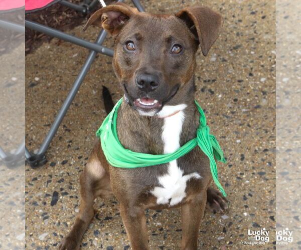 Medium Photo #5 Labrador Retriever-Unknown Mix Puppy For Sale in Washington, DC, USA