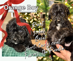 Puppy Orange Boy Aussiedoodle