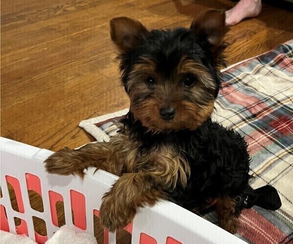 Medium Photo #10 Yorkshire Terrier Puppy For Sale in PLANO, TX, USA