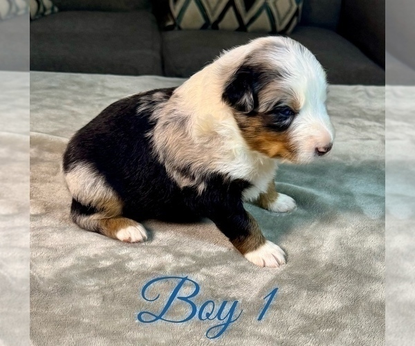 Medium Photo #12 Australian Shepherd Puppy For Sale in SALISBURY, NC, USA