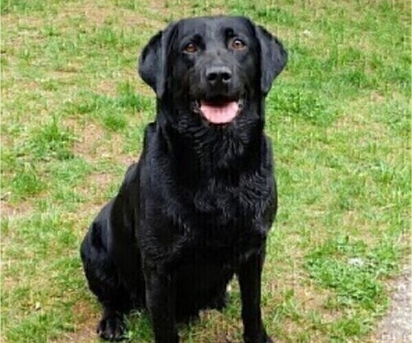 Medium Photo #7 Labrador Retriever Puppy For Sale in SHELTON, WA, USA