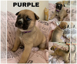 Puppy 7 German Shepherd Dog-Siberian Husky Mix