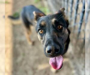 German Shepherd Dog Dogs for adoption in Riverside, CA, USA