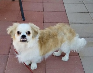 Pekingese-Unknown Mix Dogs for adoption in CHANDLER, AZ, USA