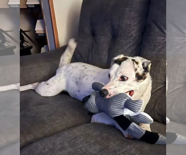 Medium Photo #8 English Setter-Labrador Retriever Mix Puppy For Sale in Rustburg, VA, USA