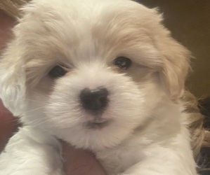 Medium Coton de Tulear