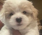 Puppy Mason Coton de Tulear