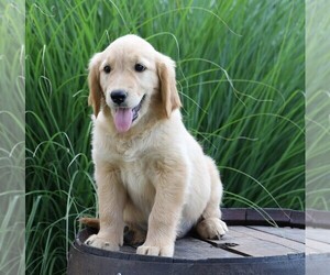Golden Retriever Puppy for sale in FREDERICKSBG, OH, USA