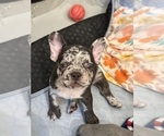 Small Photo #20 French Bulldog Puppy For Sale in LEESBURG, GA, USA