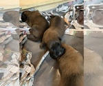 Small Photo #3 Belgian Malinois Puppy For Sale in LOS ANGELES, CA, USA