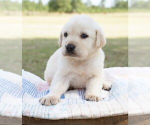 Labrador Retriever Puppy for sale in SOPERTON, GA, USA