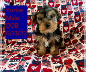 Yorkshire Terrier Puppy for sale in AMSTERDAM, MO, USA