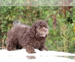 Small #2 ShihPoo