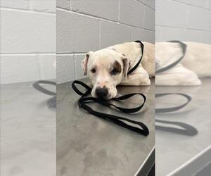 American Pit Bull Terrier-Unknown Mix Dogs for adoption in Corpus Christi, TX, USA