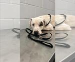Small American Pit Bull Terrier Mix