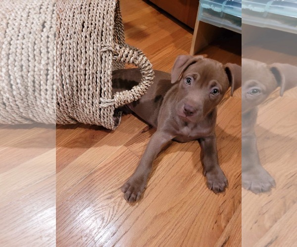 Medium Photo #2 Labrador Retriever Puppy For Sale in pomfret, CT, USA