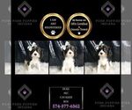 Puppy 9 Cavalier King Charles Spaniel