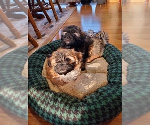 Shih Tzu Puppy for sale in EAST BETHEL, MN, USA