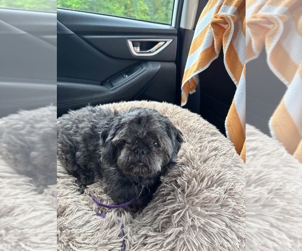 Medium Photo #2 Shih Tzu Puppy For Sale in Oak Bluffs, MA, USA