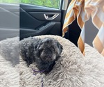 Small #1 Shih Tzu