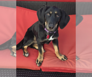 Basset Hound-Unknown Mix Dogs for adoption in Brooklyn, NY, USA