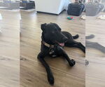 Small #1 Labrador Retriever Mix