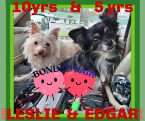 Chihuahua-Unknown Mix Dogs for adoption in Sebec, ME, USA
