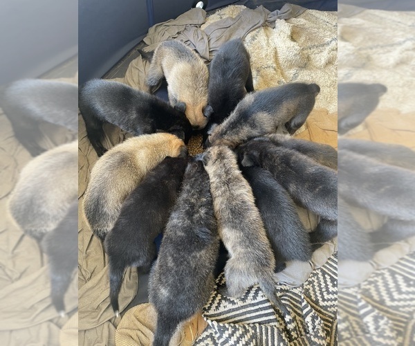 Medium Photo #6 Dutch Shepherd Dog Puppy For Sale in GEORGETOWN, TN, USA