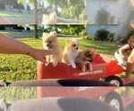 Small Photo #9 Pomeranian Puppy For Sale in STKN, CA, USA