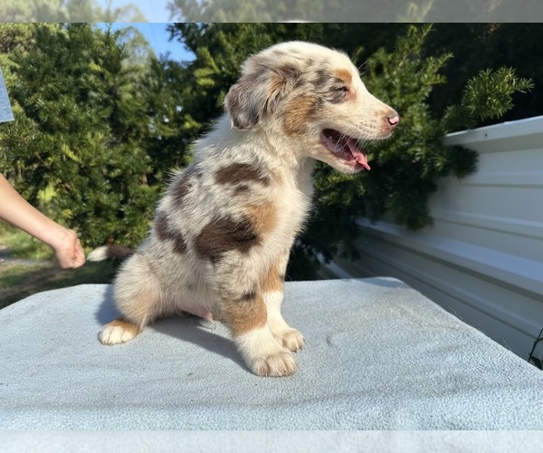 Medium Photo #5 Australian Shepherd Puppy For Sale in HYDEN, KY, USA