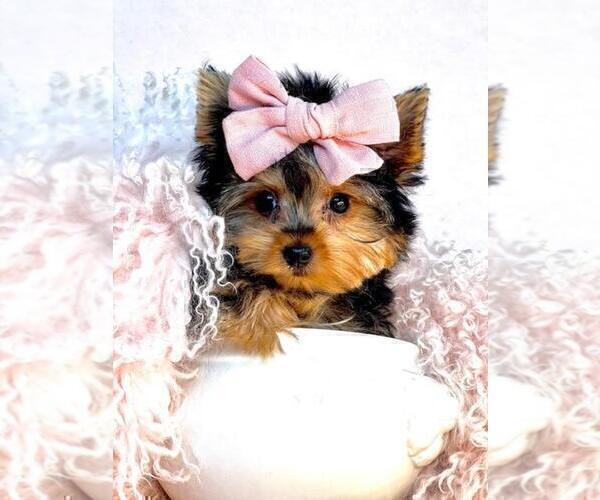 Medium Photo #16 Yorkshire Terrier Puppy For Sale in TAMPA, FL, USA