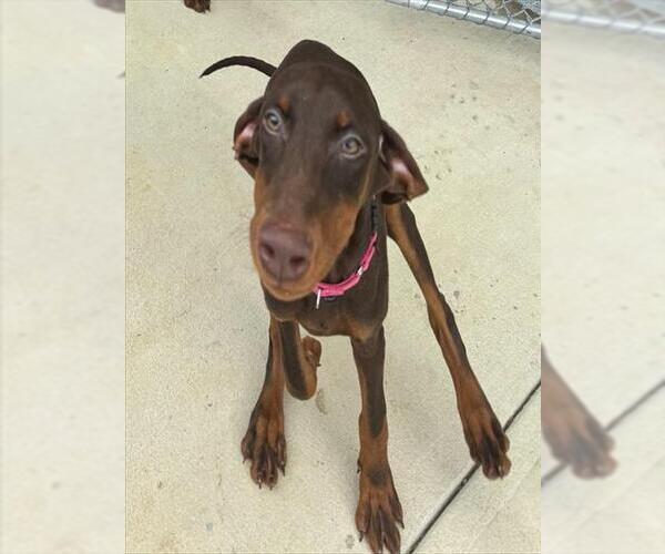 Medium Photo #1 Doberman Pinscher-Unknown Mix Puppy For Sale in Waterford, VA, USA