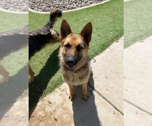 German Shepherd Dog Dogs for adoption in MENIFEE, CA, USA